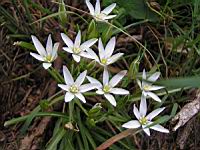 Crocus (4) (Photo F. Mrugala)